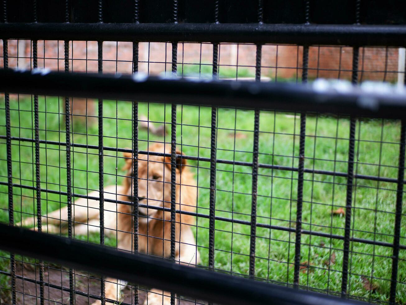uma masculino leão sentado corajosamente dentro a Relva dentro a jaula, uma foto a partir de lado de fora a cela