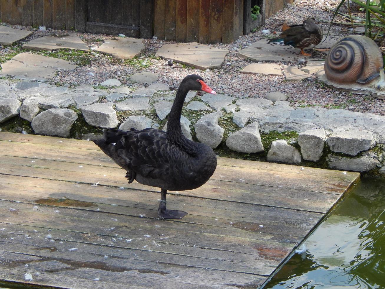 pássaros no aviário e natureza cisnes rio azul foto