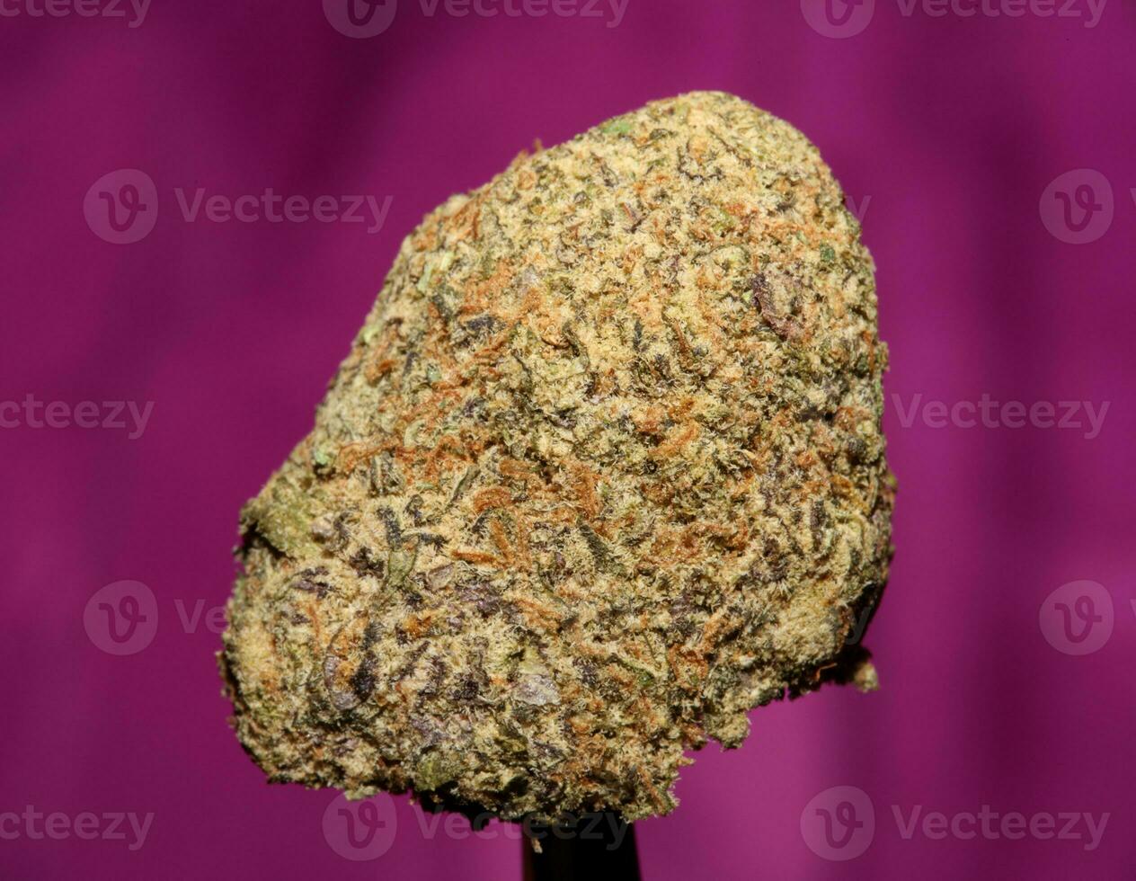 fechar acima do cali surpreendente maciço floração médico maconha brotos detalhe do cannabis em roxa fundos grande Tamanho Alto qualidade instante impressões foto