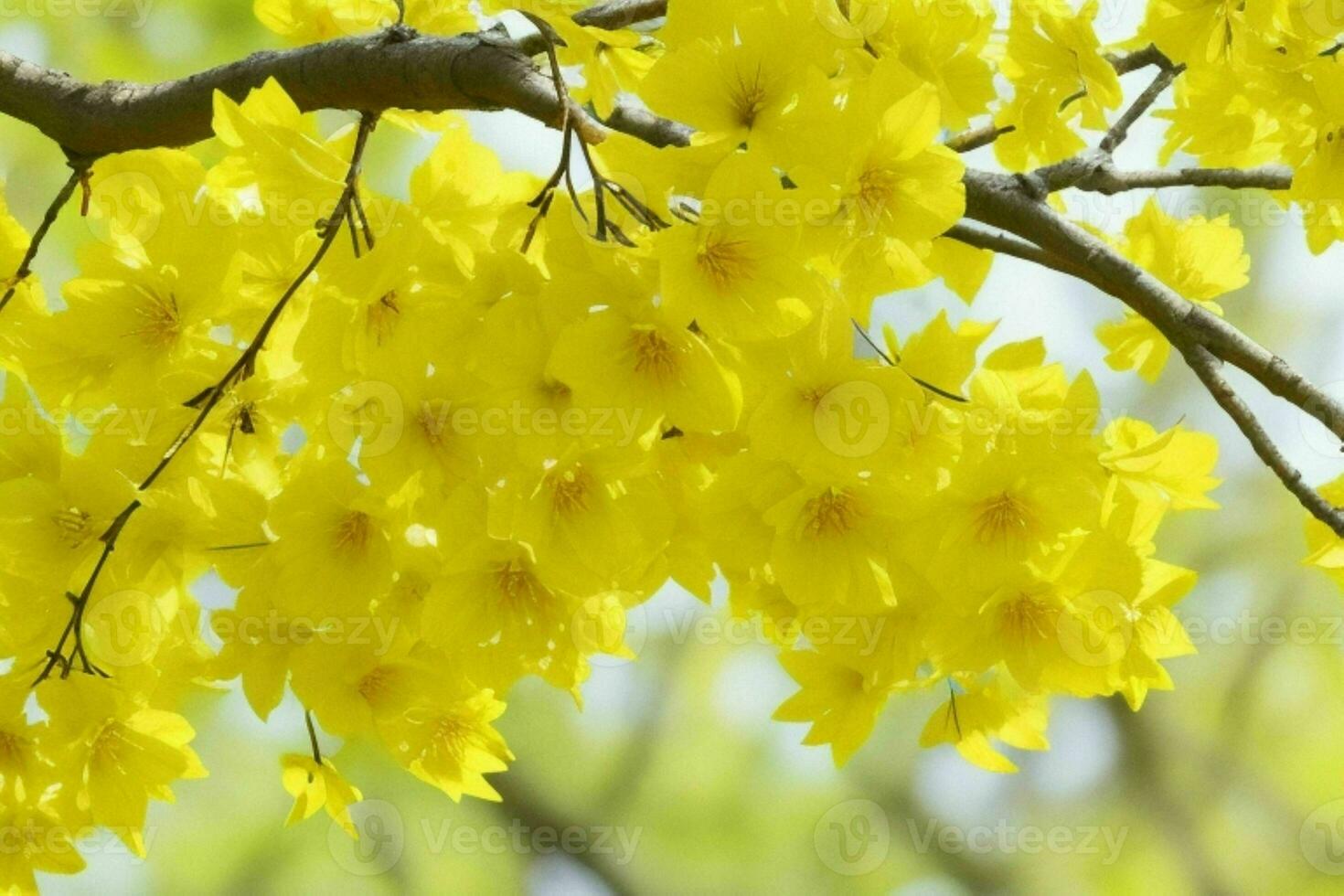 ai gerado amarelo Primavera folhas, galhos, e flores fundo. pró foto