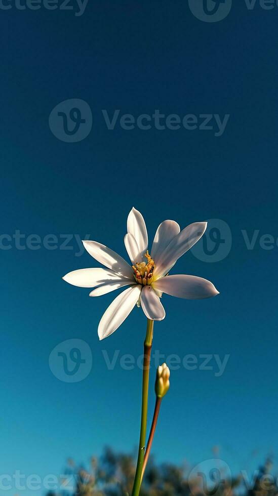 ai gerado uma solteiro branco flor com uma azul céu dentro a fundo foto