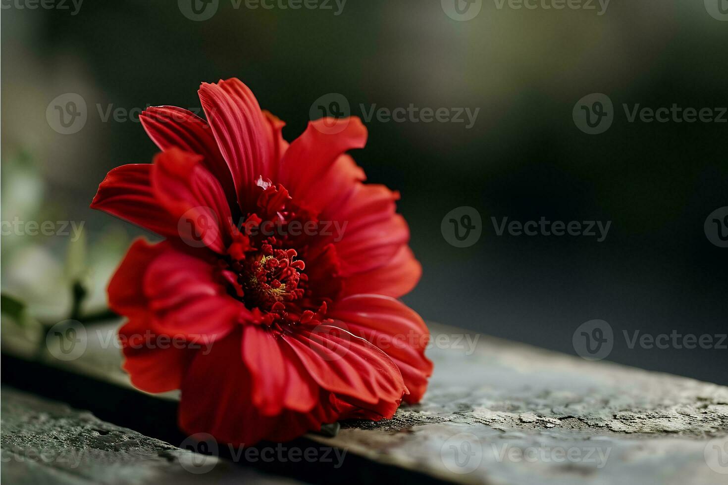 ai gerado uma vermelho flor é sentado em topo do mesa foto
