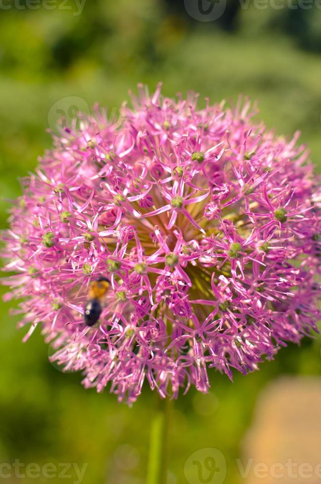 flores decorativas de cebola na cor rosa, allium foto