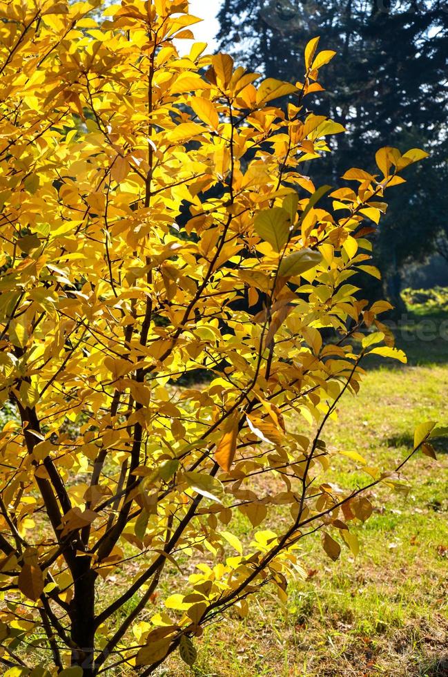 folhas amarelo-laranja-vermelho-amarelo-verde de magnólia, conceito de natureza para design foto