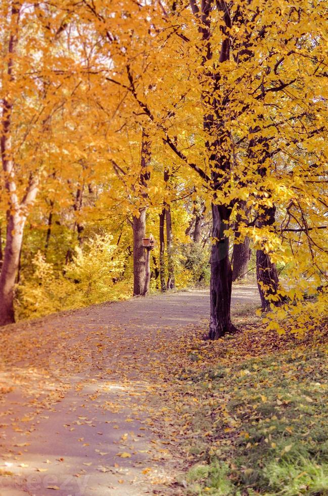 lindo beco romântico em um parque com árvores amarelas coloridas e luz do sol foto