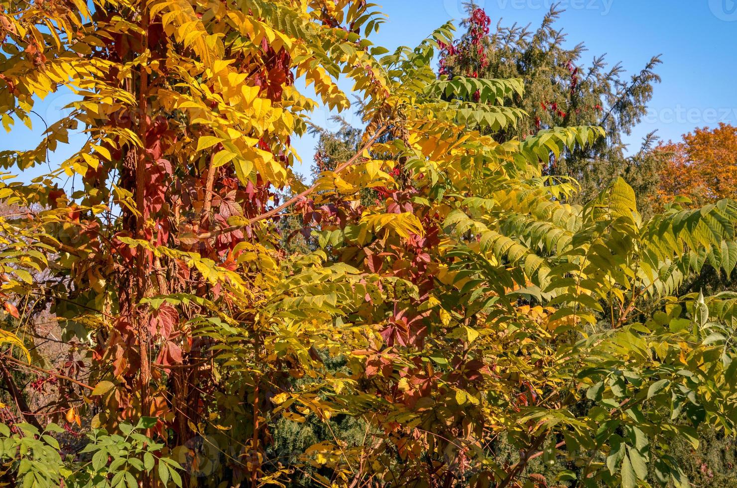 outono dourado no parque. folhas amarelas e vermelhas nas árvores foto