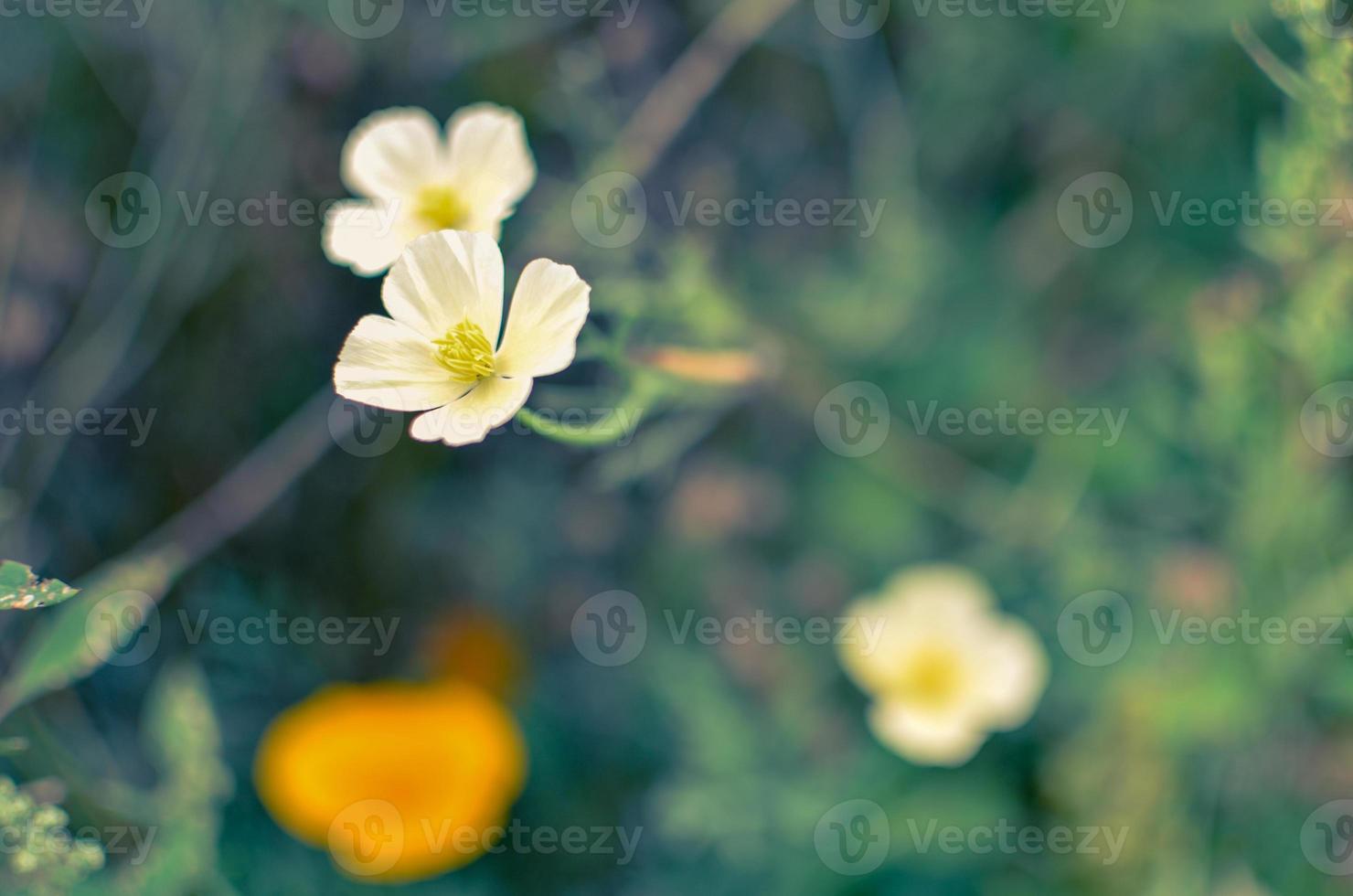 close up eschscholzia branco e laranja com fundo manchado foto