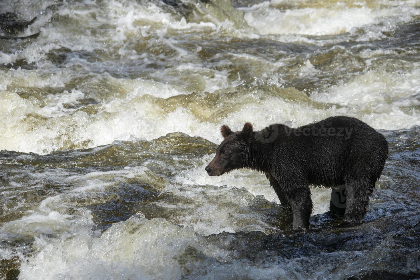 silhueta de urso pardo pescando foto