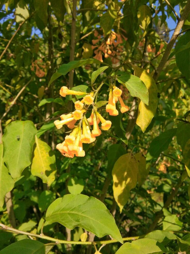 amarelo jasmim, comumente conhecido Como cestrum aurantiacum lindo, originado dentro Guatemala e a indiano ilhas. foto