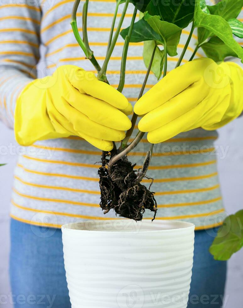 mulher mãos dentro amarelo luvas transplante jovem syngonium plantar dentro a Panela. fechar-se. transplante planta de casa. seletivo foco. foto