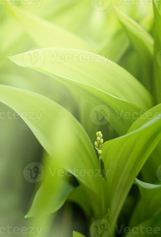 lindo natural fundo do verde folhas do lírio do a vale. fechar-se. seletivo foco. foto