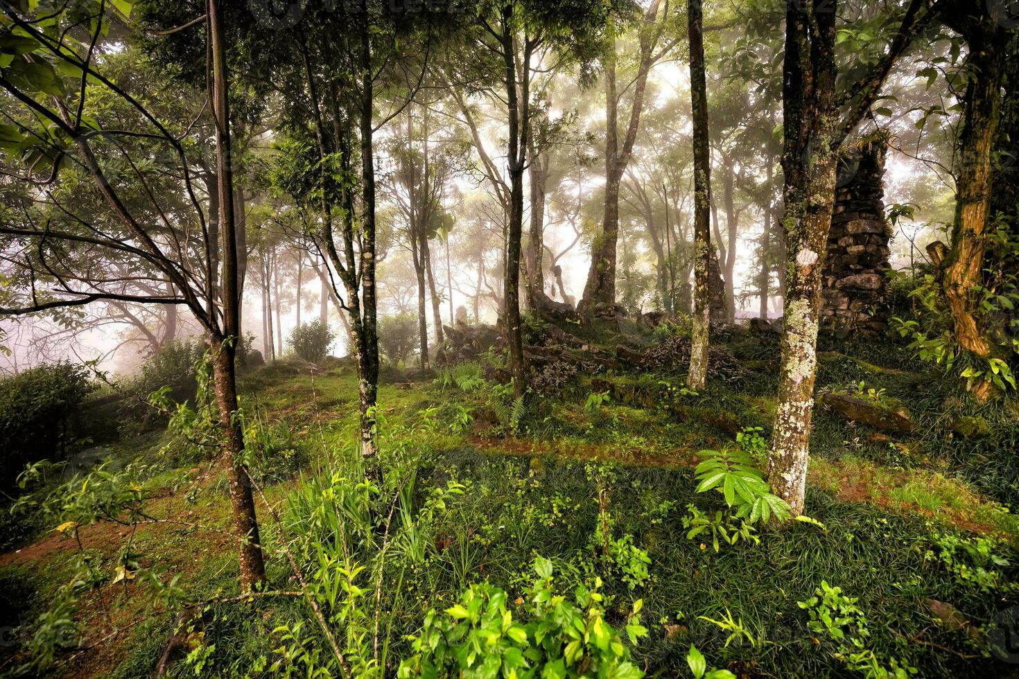 cenário com verde pinho árvores e névoa imagem do a caminho entre a sempre-verde foto