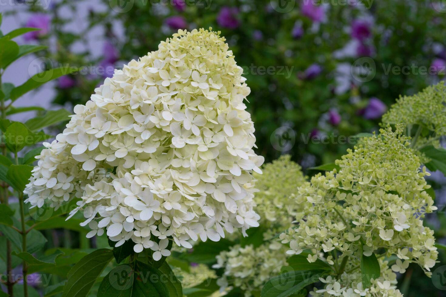 hortênsia, hortênsia paniculata foto