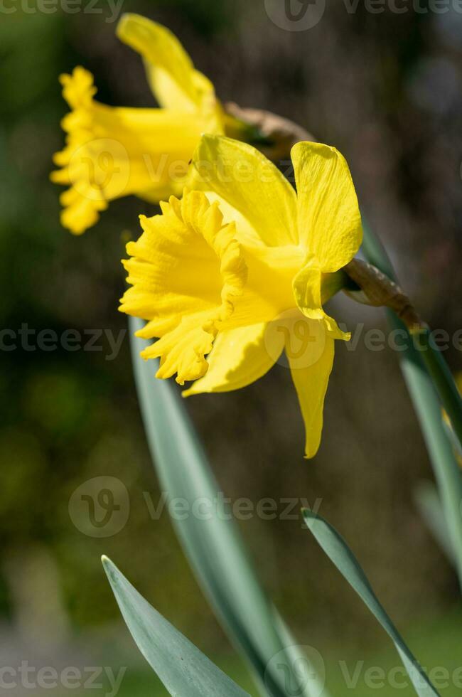 narciso, narciso pseudonarciso foto