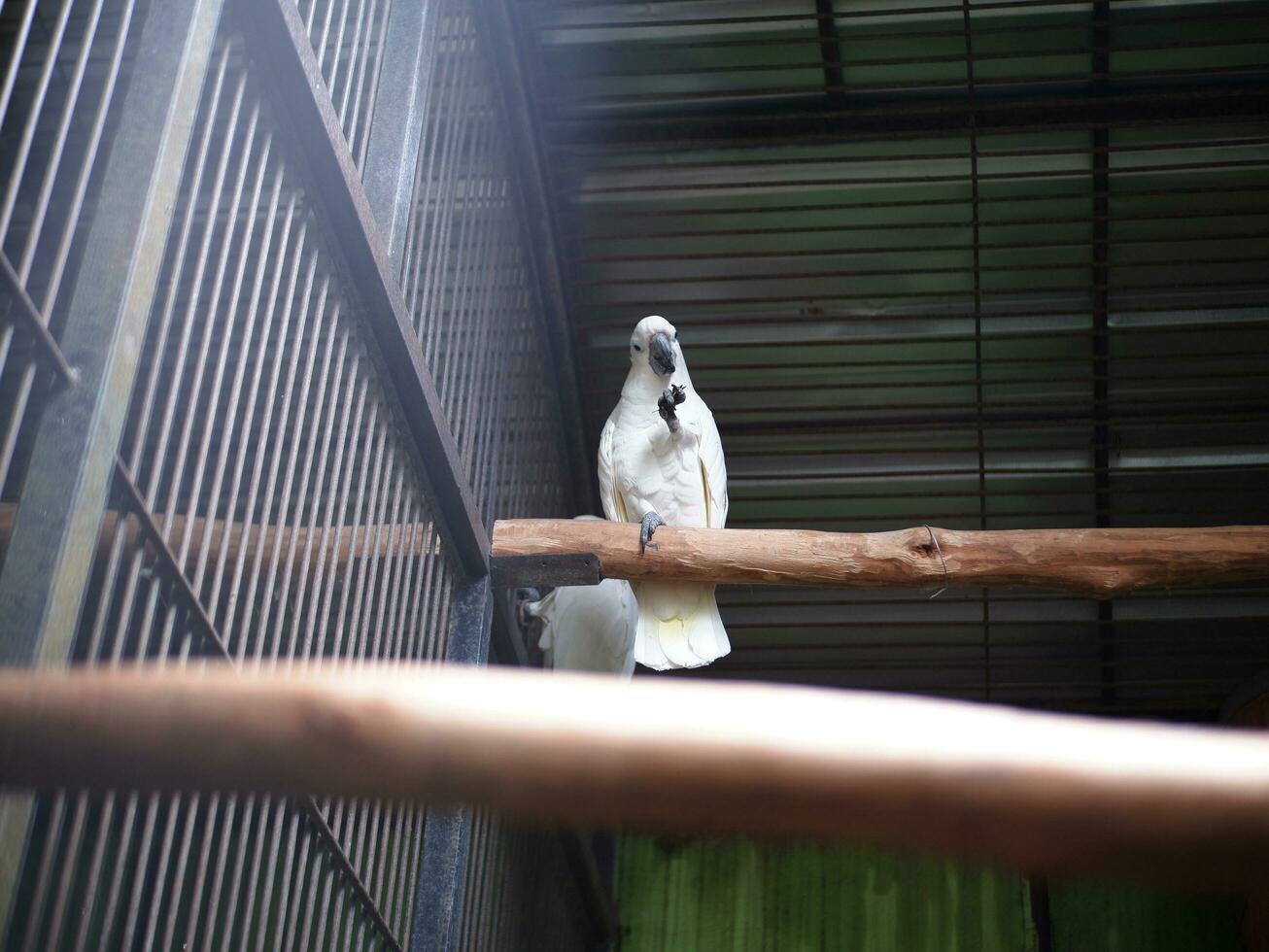 a cacatua cacatuidae este estão agarrando ou empoleirado em a ferro cerca parede do a cela foto