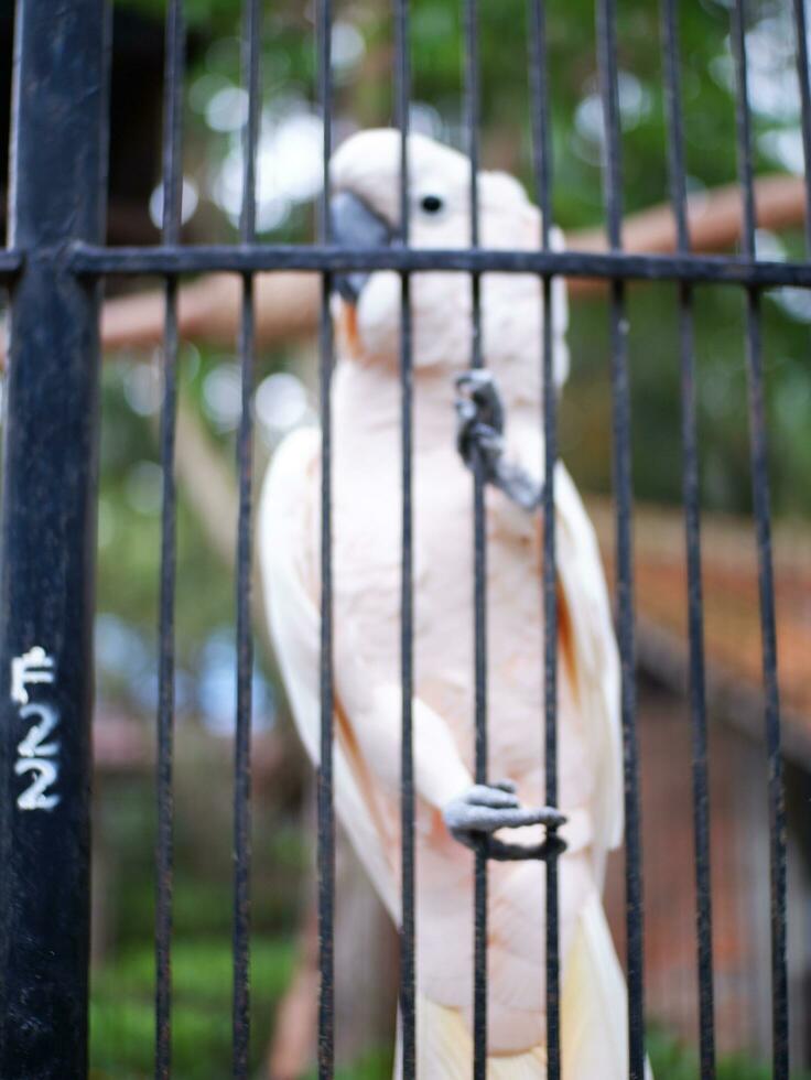 a cacatua cacatuidae este estão agarrando ou empoleirado em a ferro cerca parede do a cela foto