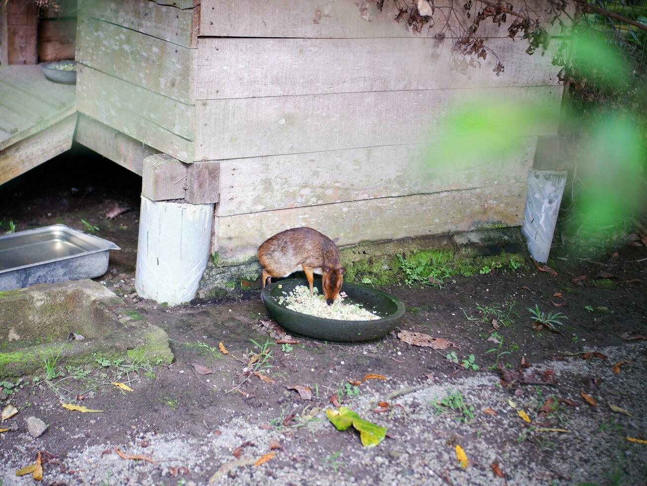 uma rato veado comendo em uma ampla lágrima Próximo para dele de madeira casa foto