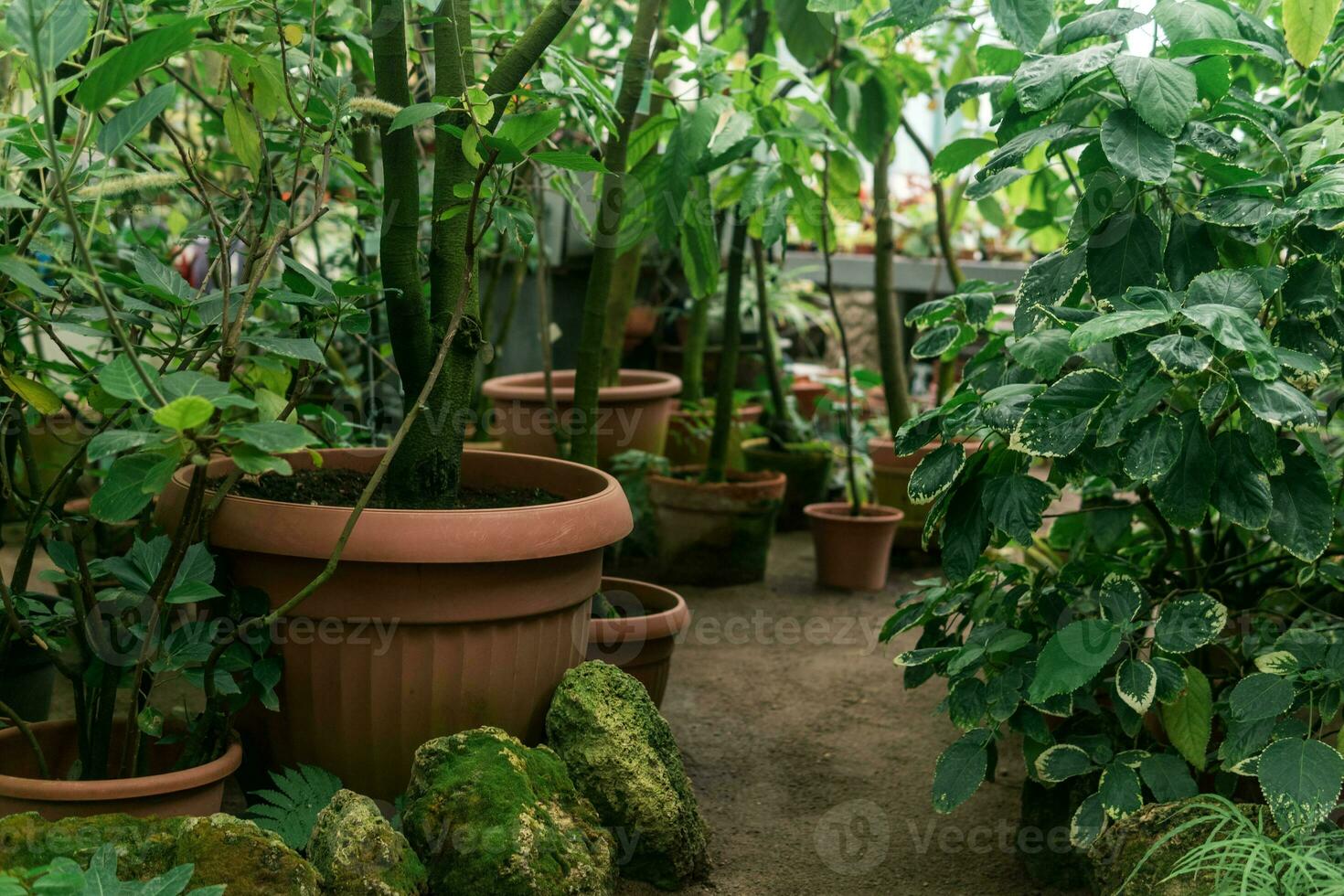tropical plantas dentro panelas dentro uma ampla vintage estufa foto
