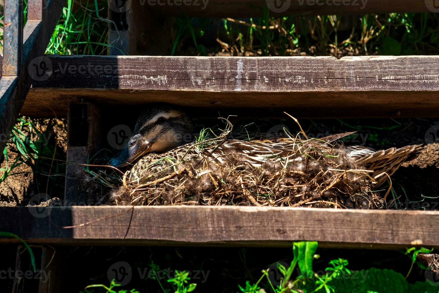 Pato pato-real ninho entre a passos do a escadas foto