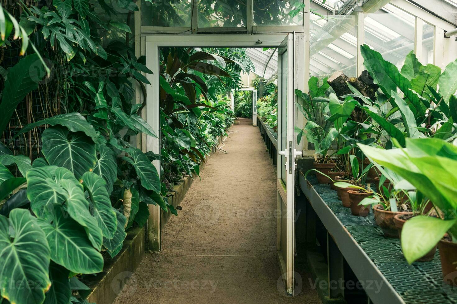 interior do uma ampla estufa com uma coleção do tropical plantas foto