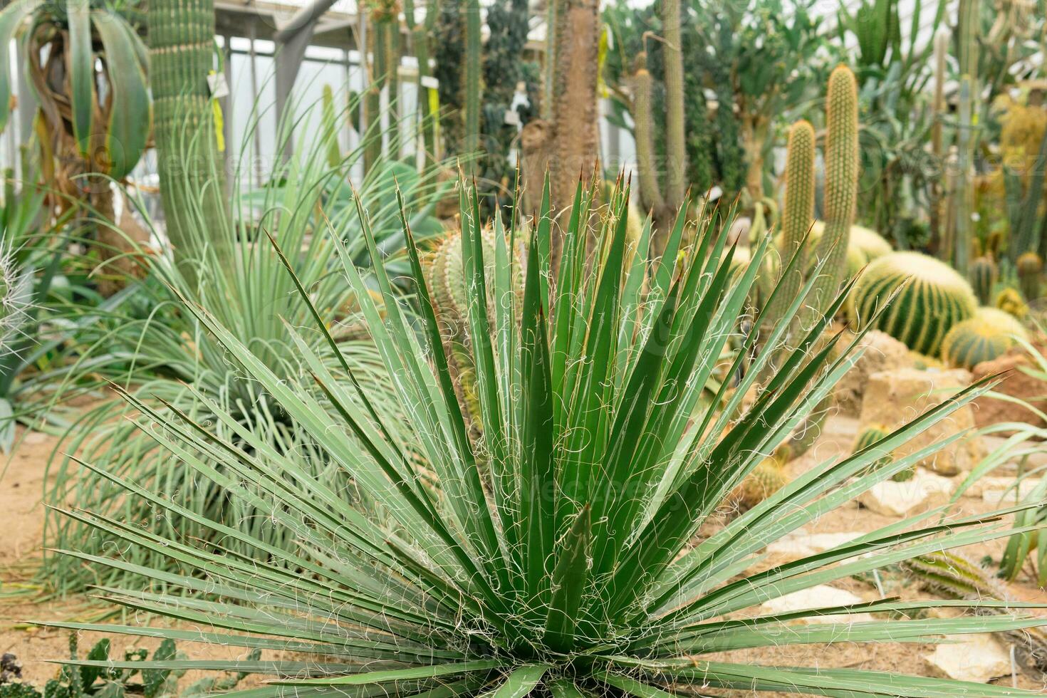 agave em uma fundo do uma ampla coleção do cactos e suculentos dentro a estufa do a botânico jardim foto