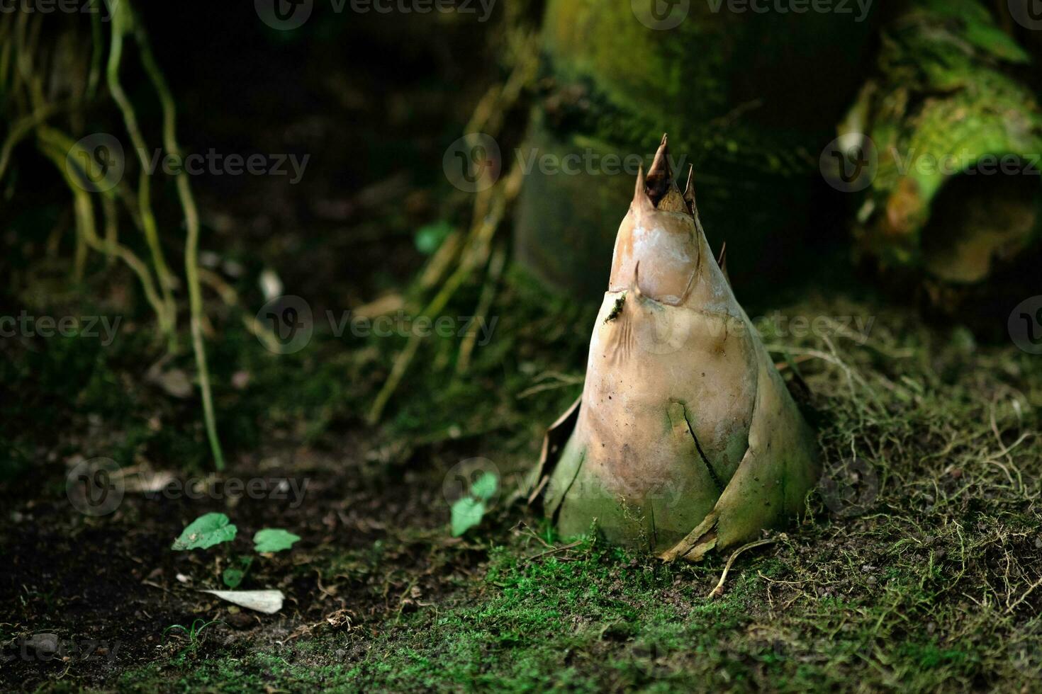 bambu brotar emergente a partir de a encalhado dentro a sombrio vegetação rasteira foto