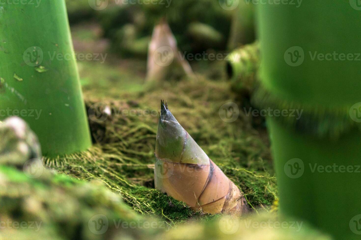 bambu brotar emergente a partir de a encalhado entre ampla bambu talos foto