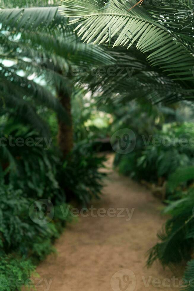 interior do uma ampla estufa com uma coleção do samambaias foto