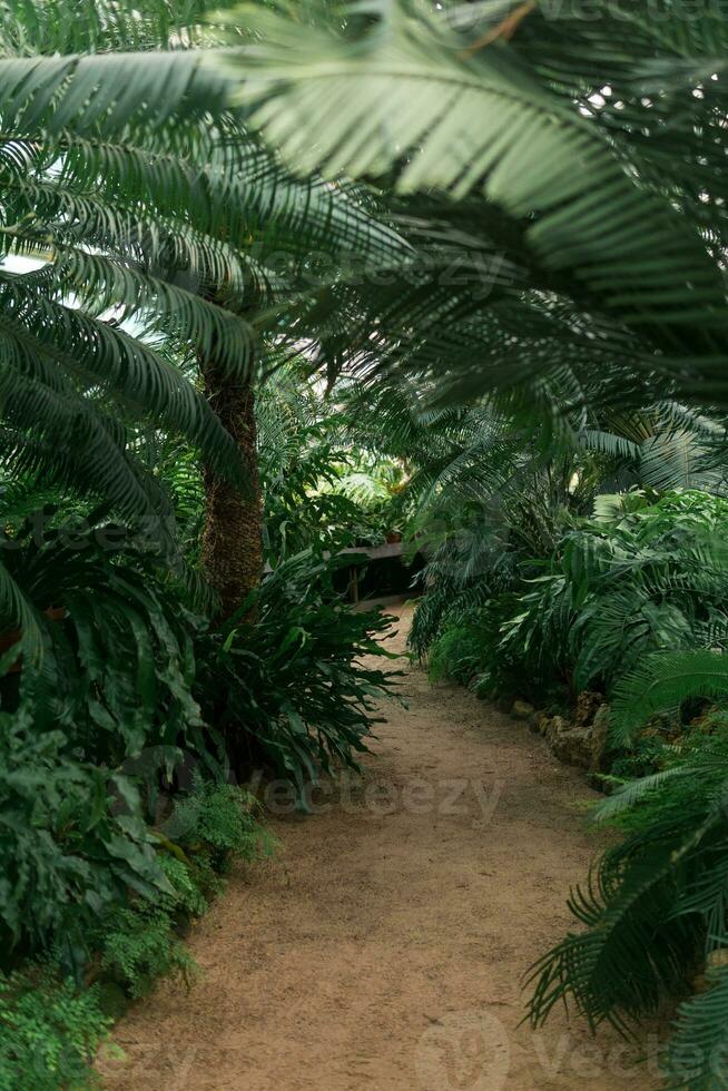 interior do uma ampla estufa com uma coleção do samambaias foto