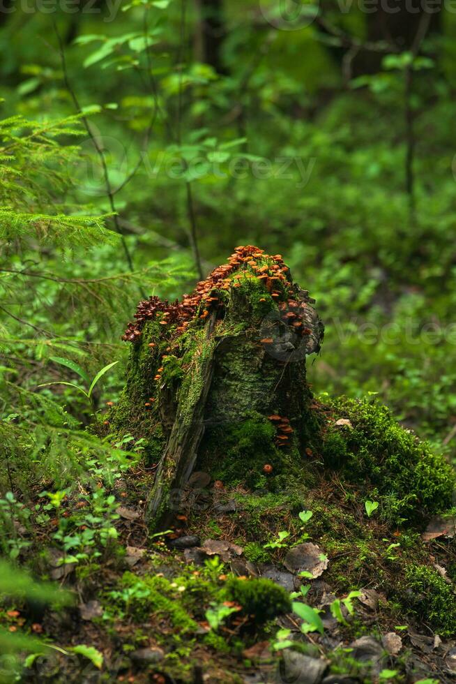 velho musgoso toco coberto com cogumelos dentro a misterioso crepúsculo do a floresta foto