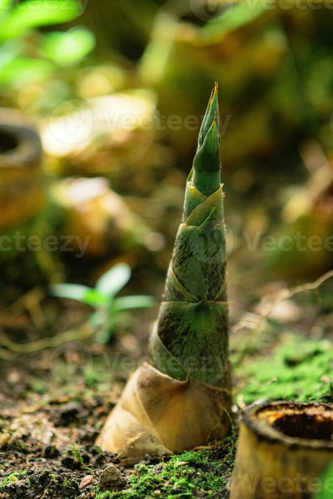 bambu brotar emergente a partir de a encalhado dentro a sombrio vegetação rasteira foto