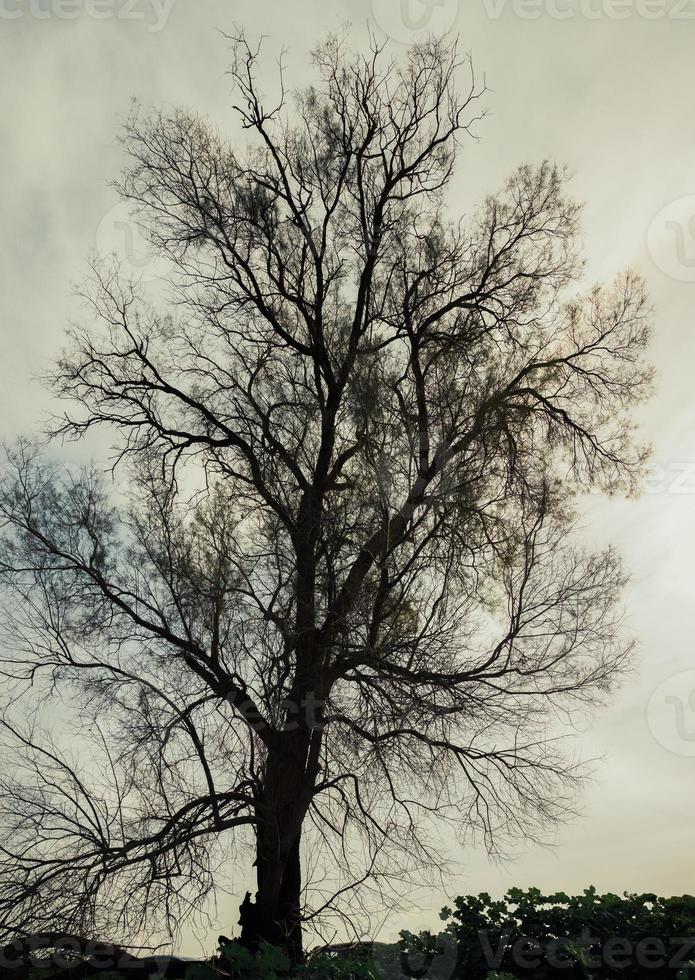 silhueta da árvore nua foto