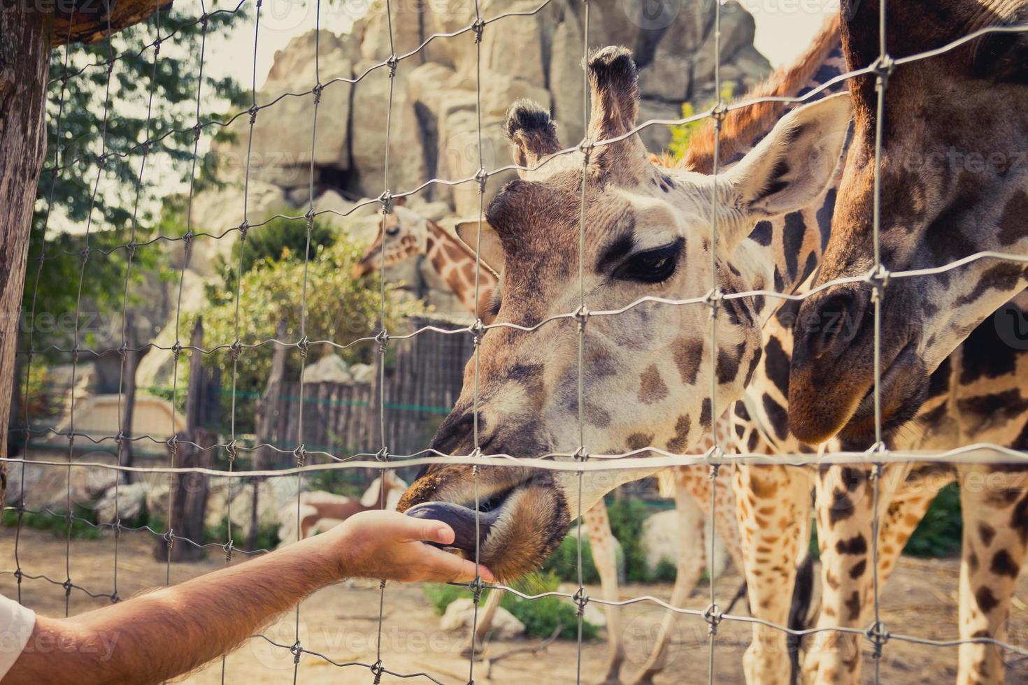 girafa se abaixando para comer um homem passando a mão pela cerca foto