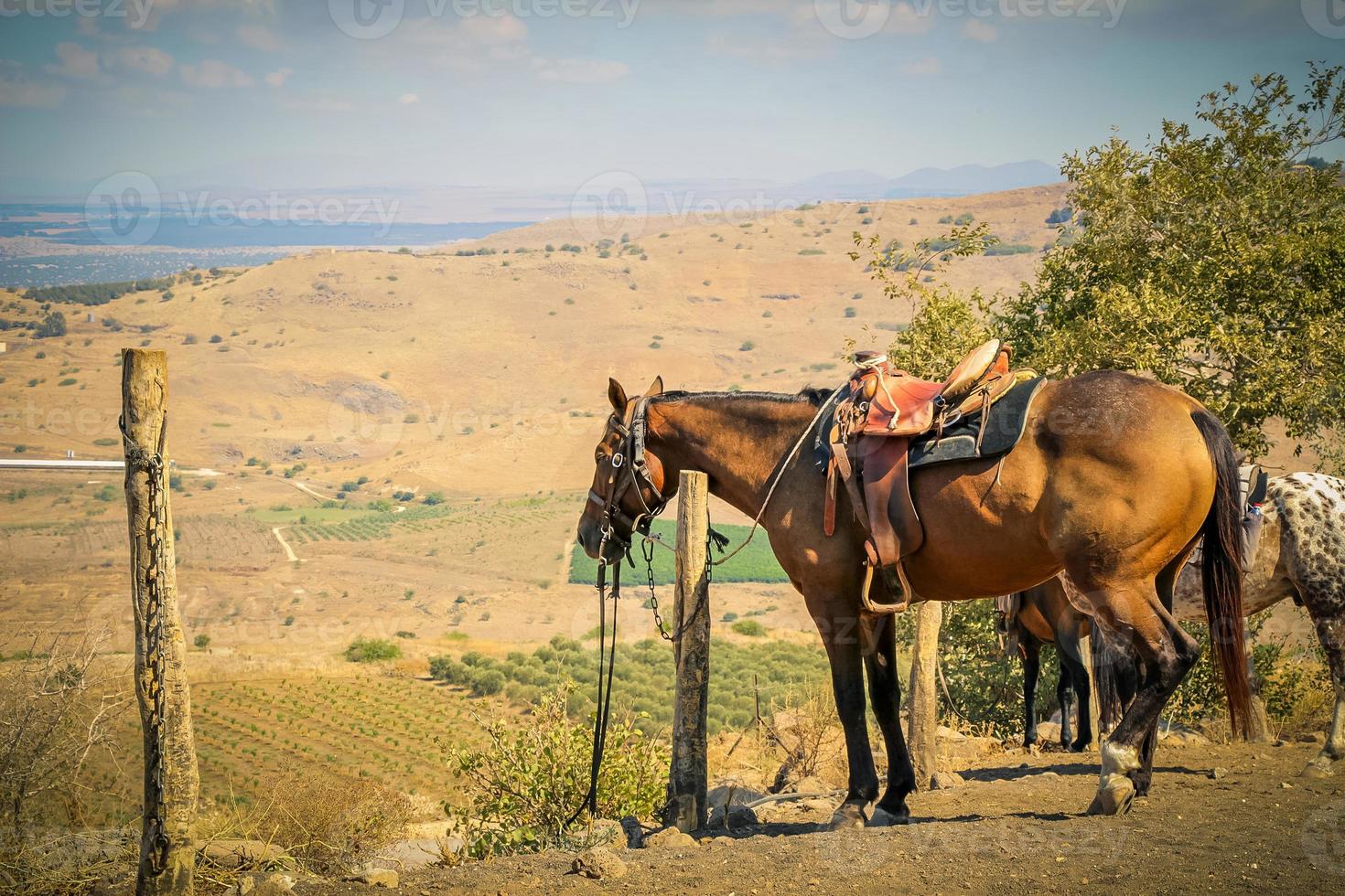 Capataz é multado por deixar cavalo morrer amarrado em poste de madeira -  Meio Ambiente - Campo Grande News