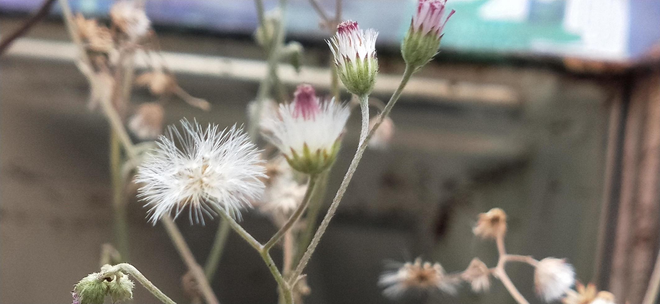 foto de flor seca