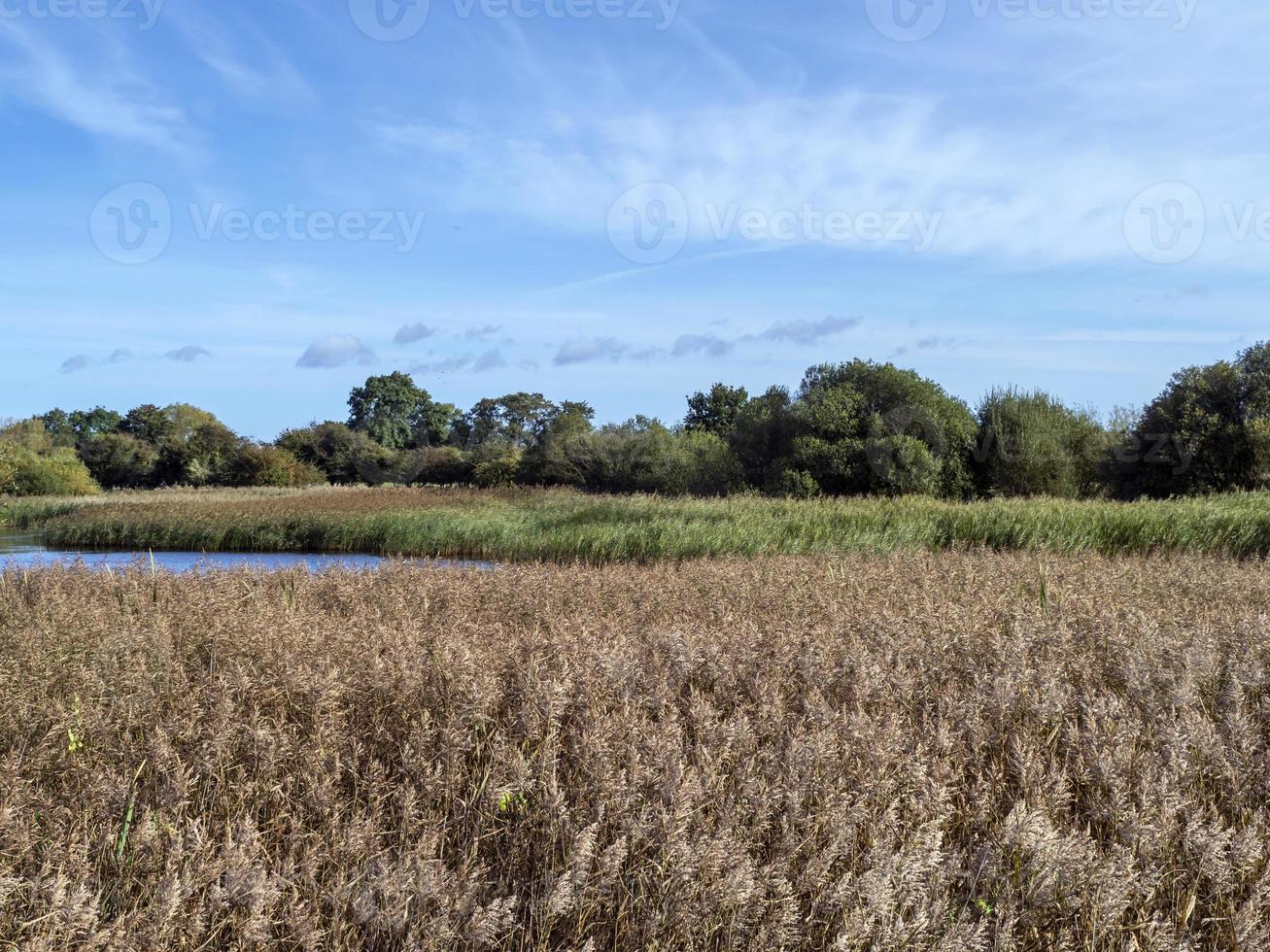 juncos de outono na reserva natural de staveley, yorkshire norte, inglaterra foto