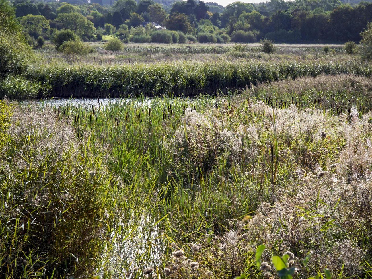 habitat pantanoso na reserva natural de staveley, yorkshire norte, inglaterra foto