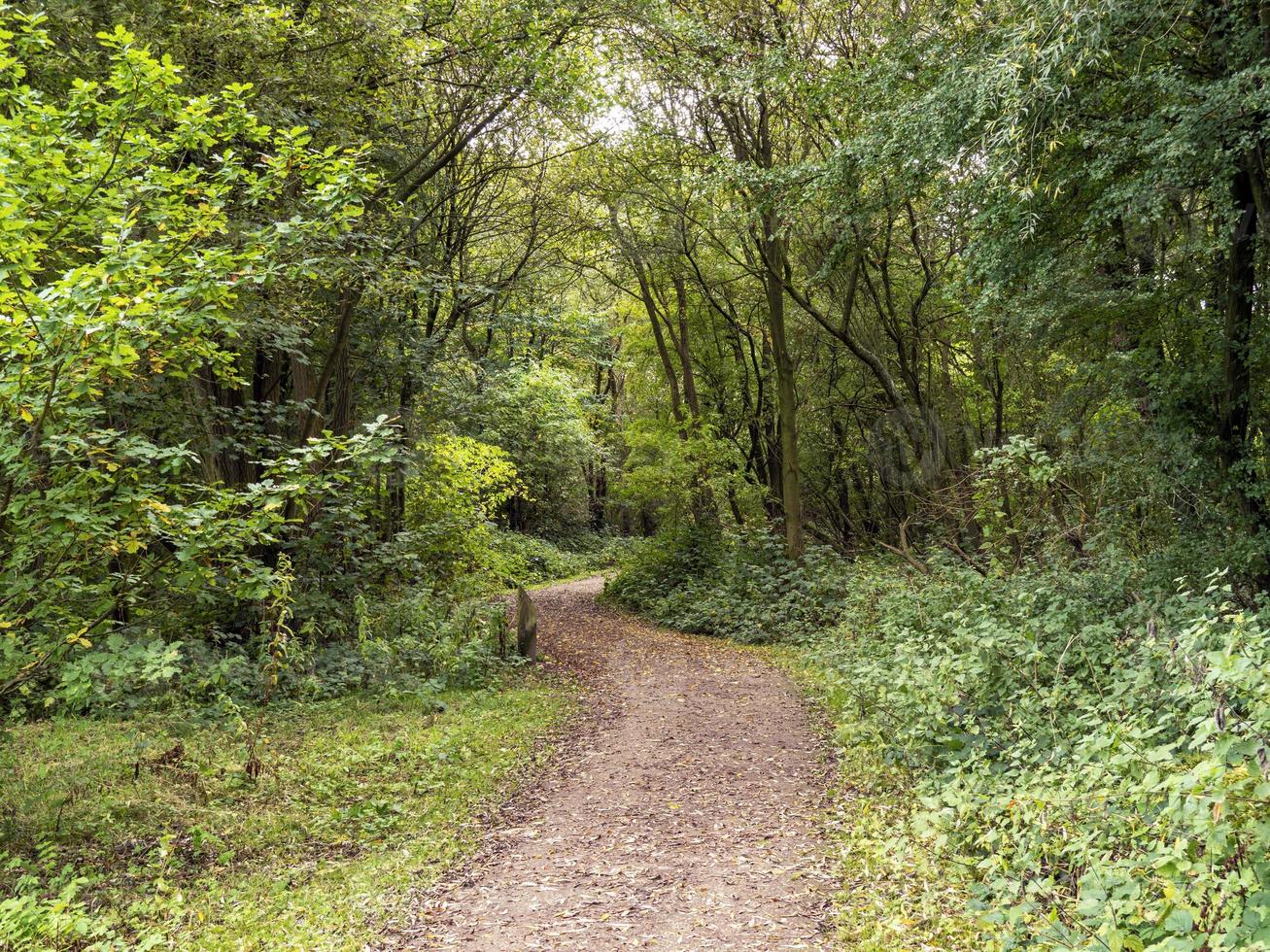 trilha em uma floresta em staveley, yorkshire norte, inglaterra foto