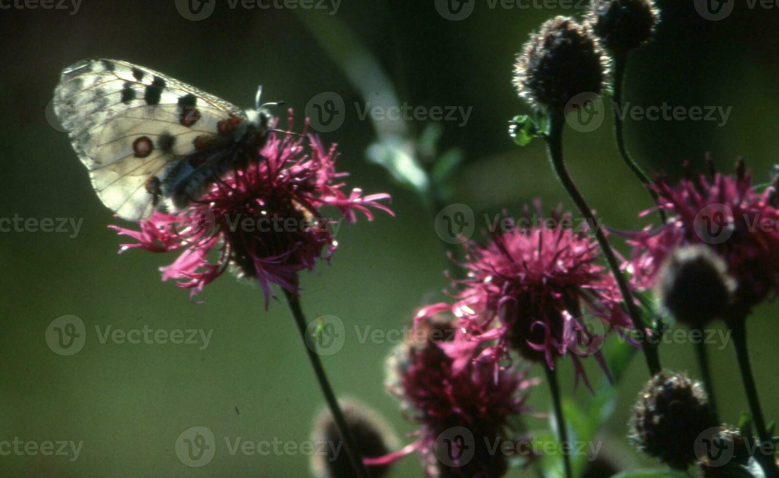 uma borboleta em uma flor dentro a selvagem foto