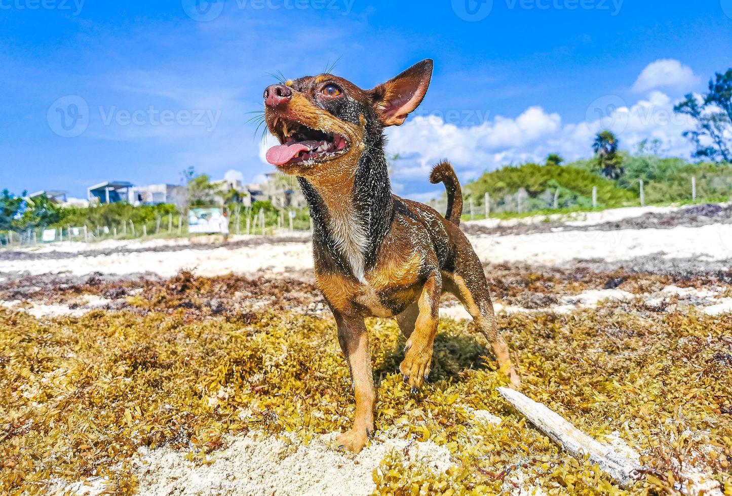 cachorro chihuahua mexicano brincalhão na praia playa del carmen méxico. foto