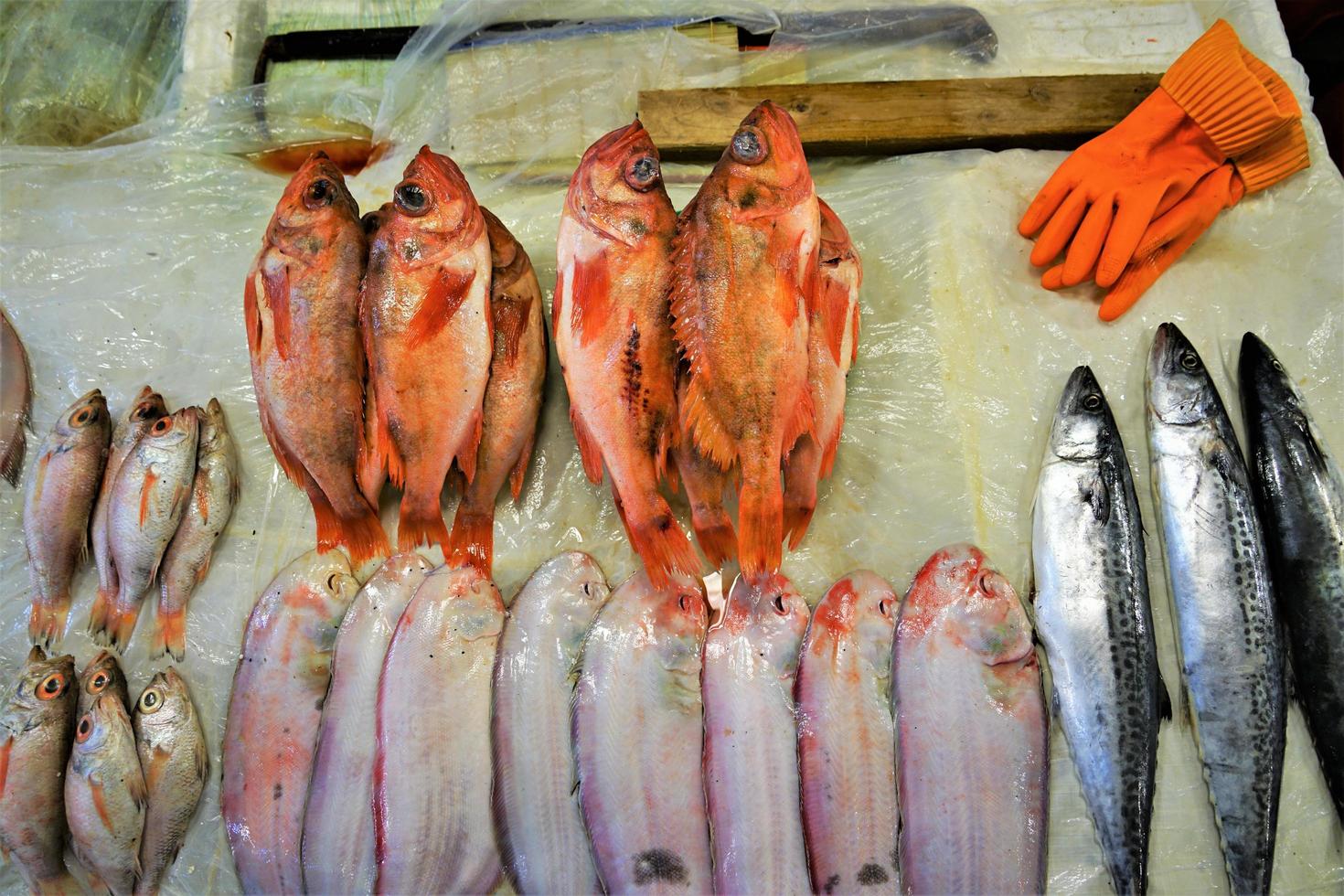 peixe fresco no mercado foto