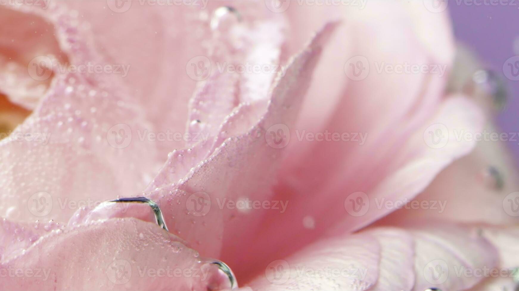 lindo rosa pétalas dentro a água.estoque imagens de vídeo. uma brilhante flor este tem uma muitos do bolhas dentro a água. foto