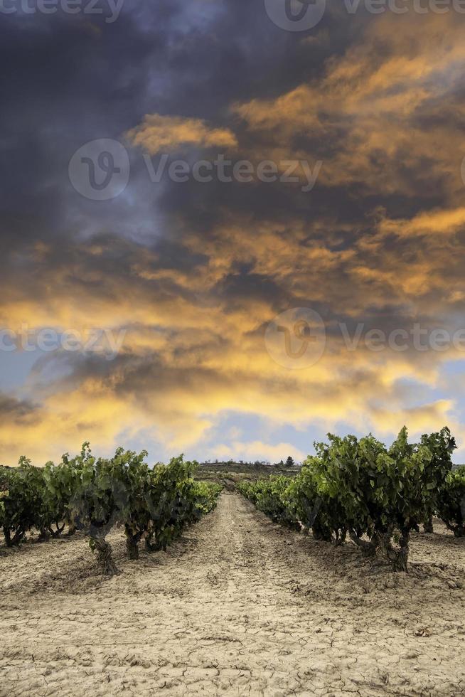 vinhas ao pôr do sol foto