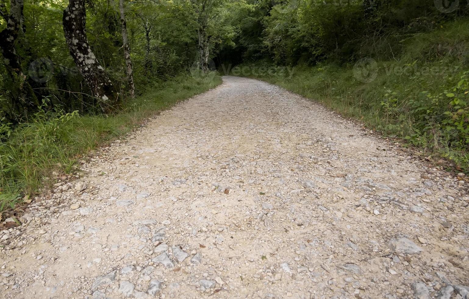 caminho profundo na floresta foto