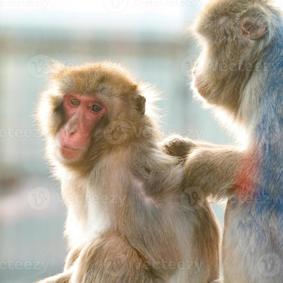 macacos japoneses e sua vida em um zoológico, primatas em uma gaiola. foto