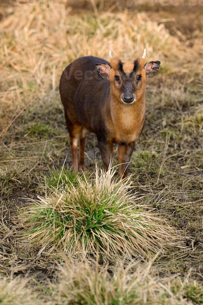 pequeno chinês muntjaki em um zoológico, um animal com pequenos chifres. foto