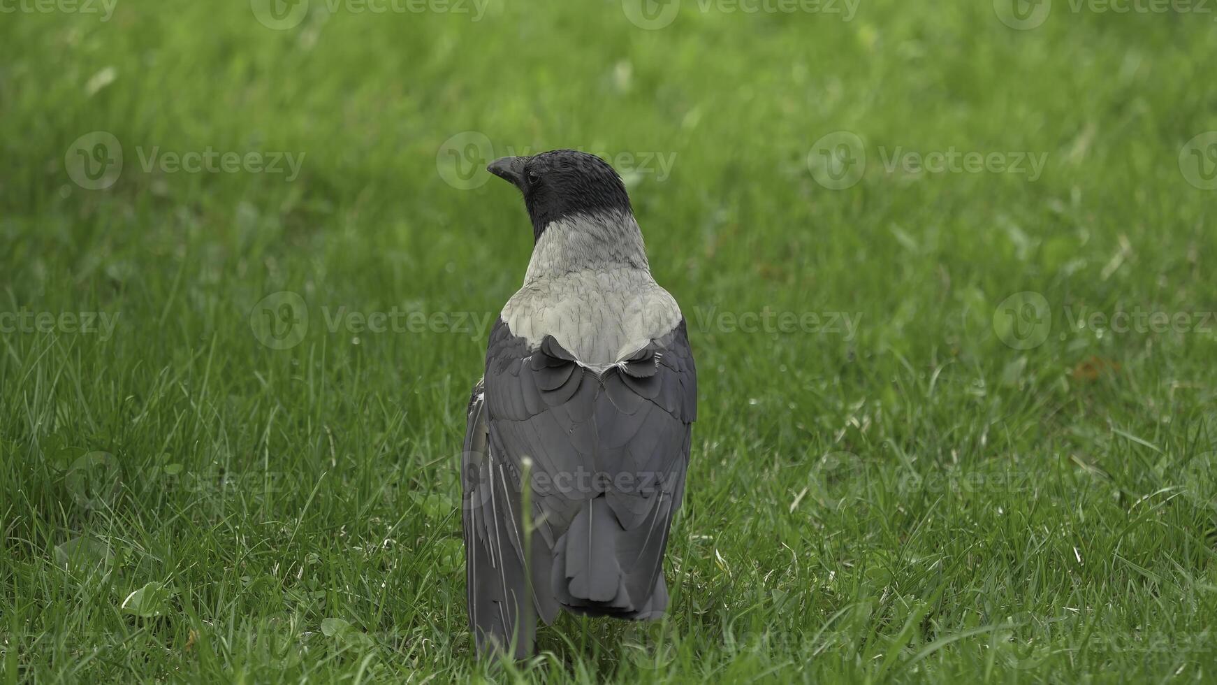 uma Raven detém dele Comida prêmio. retrato do uma Preto corvo, Raven ou torre. Preto selva Corvo em pé e comendo uma peça do pão em a verde grama. foto