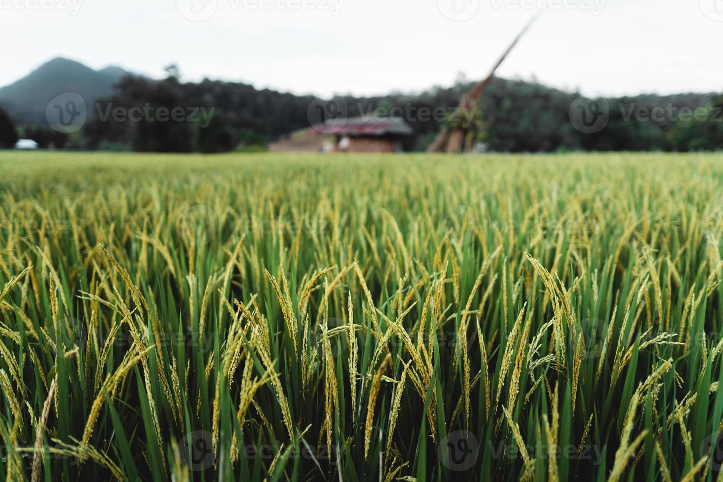 as plantas de arroz nos campos, arrozais foto