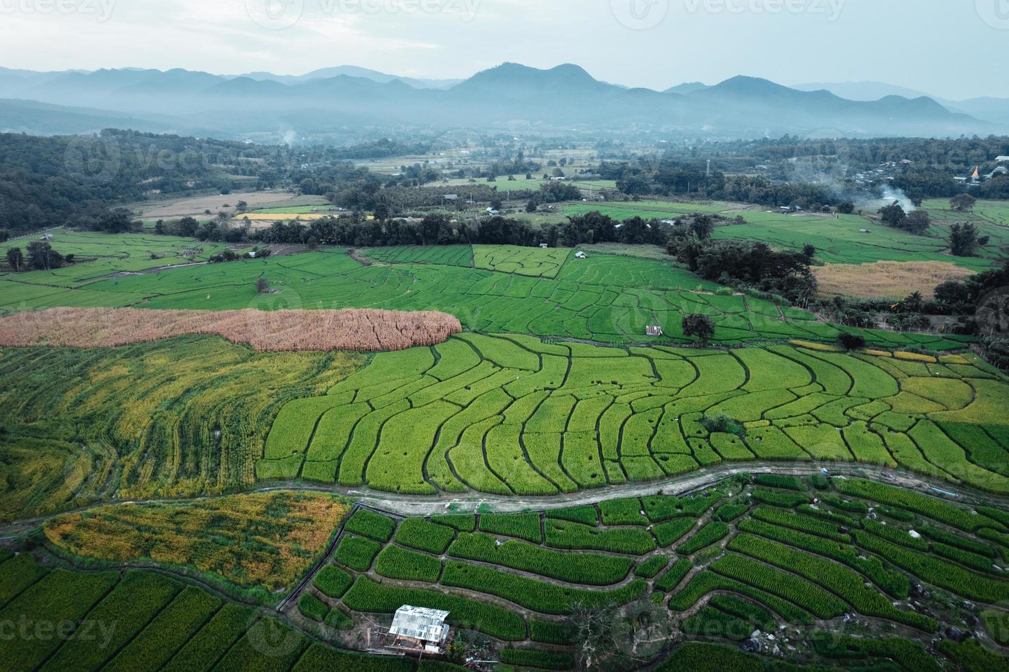 campos verdes de arroz e agricultura vista de alto ângulo foto