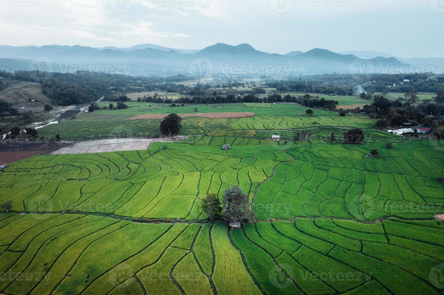 campos verdes de arroz e agricultura vista de alto ângulo foto